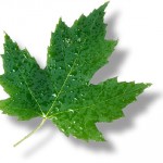 Maple Leaf